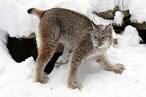 Baby Canadian Lynx Leaving The Winter Den Photograph by Inspired ...