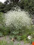 File:<b>Crambe</b> cordifolia <b>plant</b>.