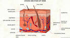 <b>Skin</b>