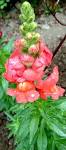File:<b>Antirrhinum</b> - snapdragon