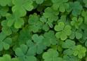 How St. Patricks Day Works - HowStuffWorks