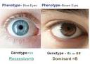 <b>Phenotype</b> - what is and definition | Health Dictionary