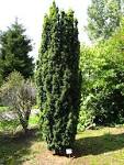 File:<b>Taxus</b> baccata