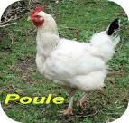 La Poule pronunciation