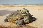 terrapin project �� Conserve Wildlife Foundation of New Jersey