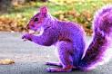 Specialization Is For Insects- Be a PURPLE SQUIRREL « Speaking of ...