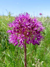 Image result for "Allium sewerzowii"