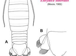 Image result for Eurydice littoralis