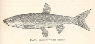 Image result for Leuciscus turskyi