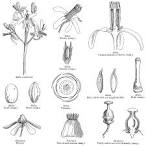 <b>Meliaceae</b> Juss.