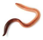 worms pronunciation