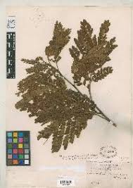 Image result for Pithecellobium carbonarium
