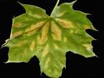 Shortage of plant disease