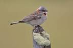 Rufous-collared Sparrow - Zonotrichia capensis