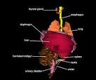 <b>Viscera</b> - Anterior