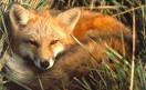 Red <b>Fox</b> (Vulpes vulpes)
