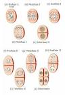 Meiosis y <b>gametogénesis</b>