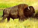 bizon pronunciation
