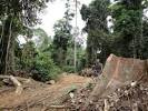 Angola, Cabinda, Floresta do Maiombe, perto de Buco Zao - Picture ...