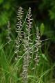 <b>Anemarrhena</b> asphodeloides Zhi