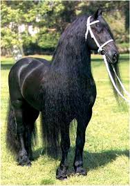 Image result for Friesians
