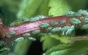 Greenfly 'plague' due to warm weather - Telegraph