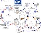 The <b>malaria</b> parasite life