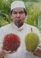 Mohd Sofi holding the Tenom (right) and the Pahesvarieties. - p3durian