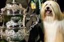 Pedigree pulls sponsorship of CRUFTS | Life and style | guardian.