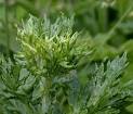 <b>Artemisia</b> Annua, also known as