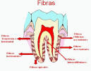 desde el <b>ápice</b> del <b>diente</b>