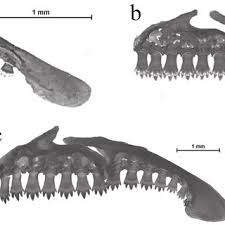 Image result for Othonocheirodus lethostigmus