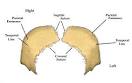 con el <b>parietal</b> del lado