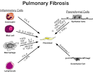 Pharmacological Therapy for Idiopathic Pulmonary <b>Fibrosis</b>: NHLBI