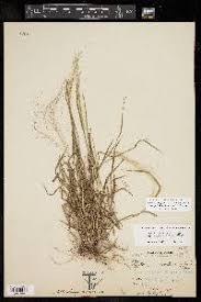 Image result for Digitaria pubiflora