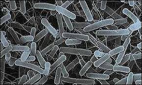Bacteria