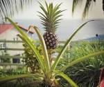 File:<b>Ananas</b> jardin Martinique.