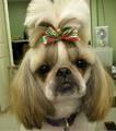SHIH TZU HAIRCUT