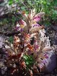 <b>Orobanche</b> ludoviciana subsp.