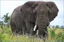 elefant pronunciation