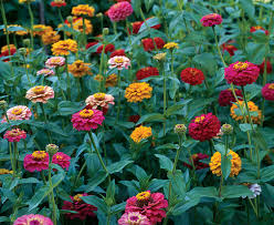 zinnia seed recommendations please - Annuals Forum - GardenWeb