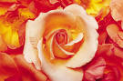 home page Pontis Petals 2004