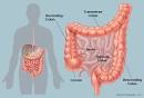 The <b>Colon</b> (Human Anatomy): Picture, <b>Function</b>, Definition, Problems