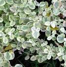 Variegated <b>Helichrysum</b>