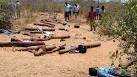 20 red sanders smugglers killed in Chittoor; Andhra govt adviser.