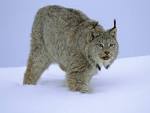 Lynx - A Message from one of our Spirit Animals