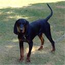 BLACK AND TAN Coonhound Photos Pictures BLACK AND TAN Coonhounds