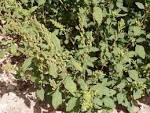 File:<b>Chenopodium ambrosioides</b>