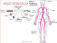 Image result for ‫تحقيق سلولهاي بنيادي بالغين (Adult Stem cell)‬‎