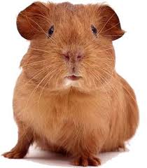 guinea pig guinea pif